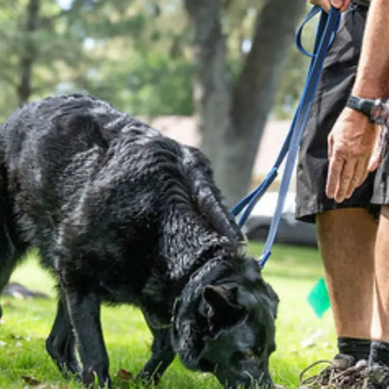 Unleash the Fun: Vindelälven Heavy Duty Dog Leash! Vindelälven 6Ft Long,Heavy Duty Dog Leash